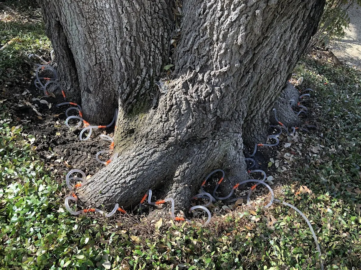 Detailed Tree Cabling and Bracing job site in Johns Island