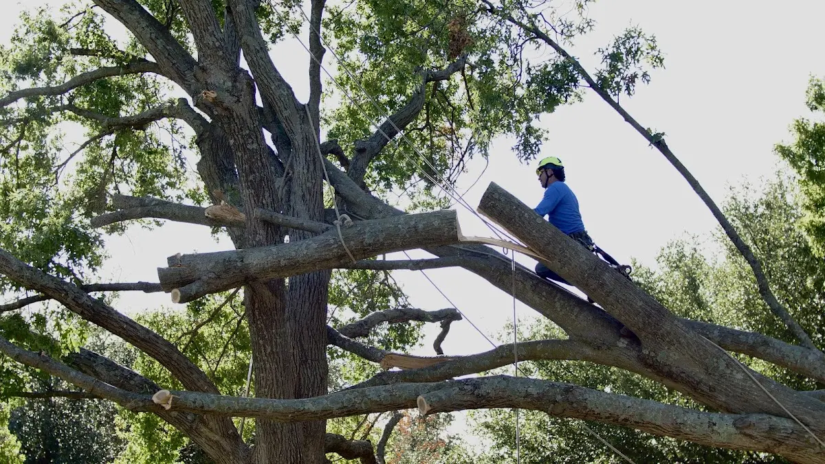 Professional Crown Thinning performed by certified arborists in Johns Island