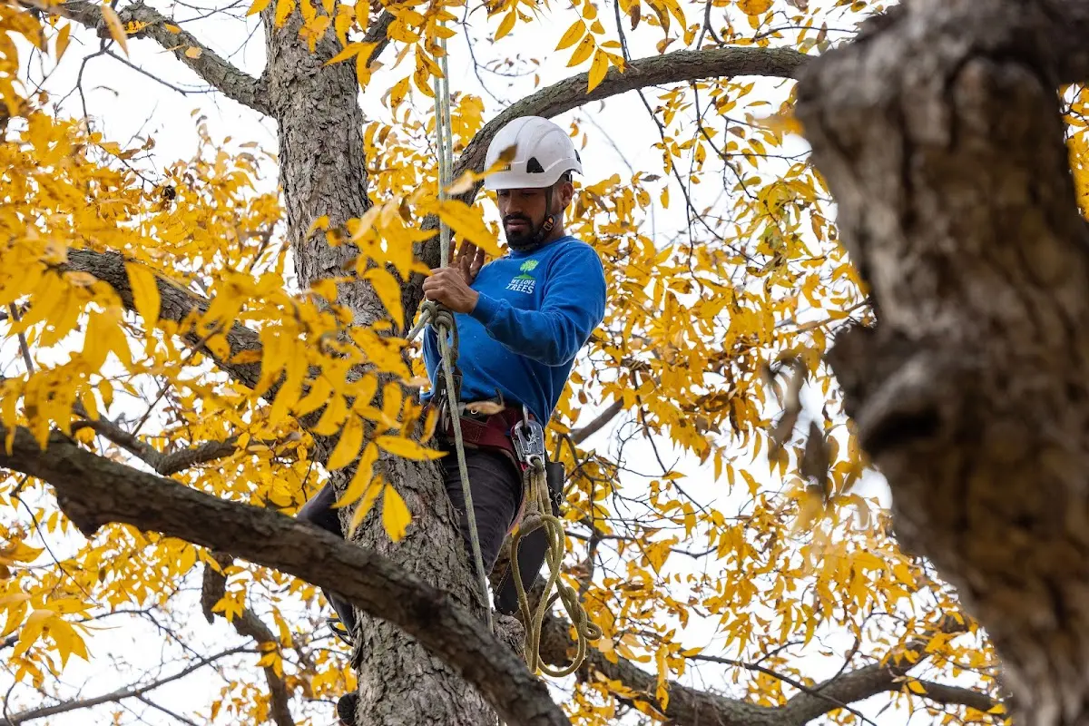 Skilled Tree Trimming crew working in Johns Island