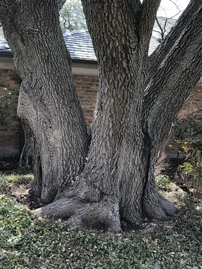 Mature heritage tree close to a Johns Island property cared for by certified arborists